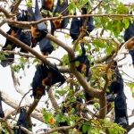 Nipah Virus Surveillance 2026: Intensified Cross-Border Protocols & Regional Health Security in Asia